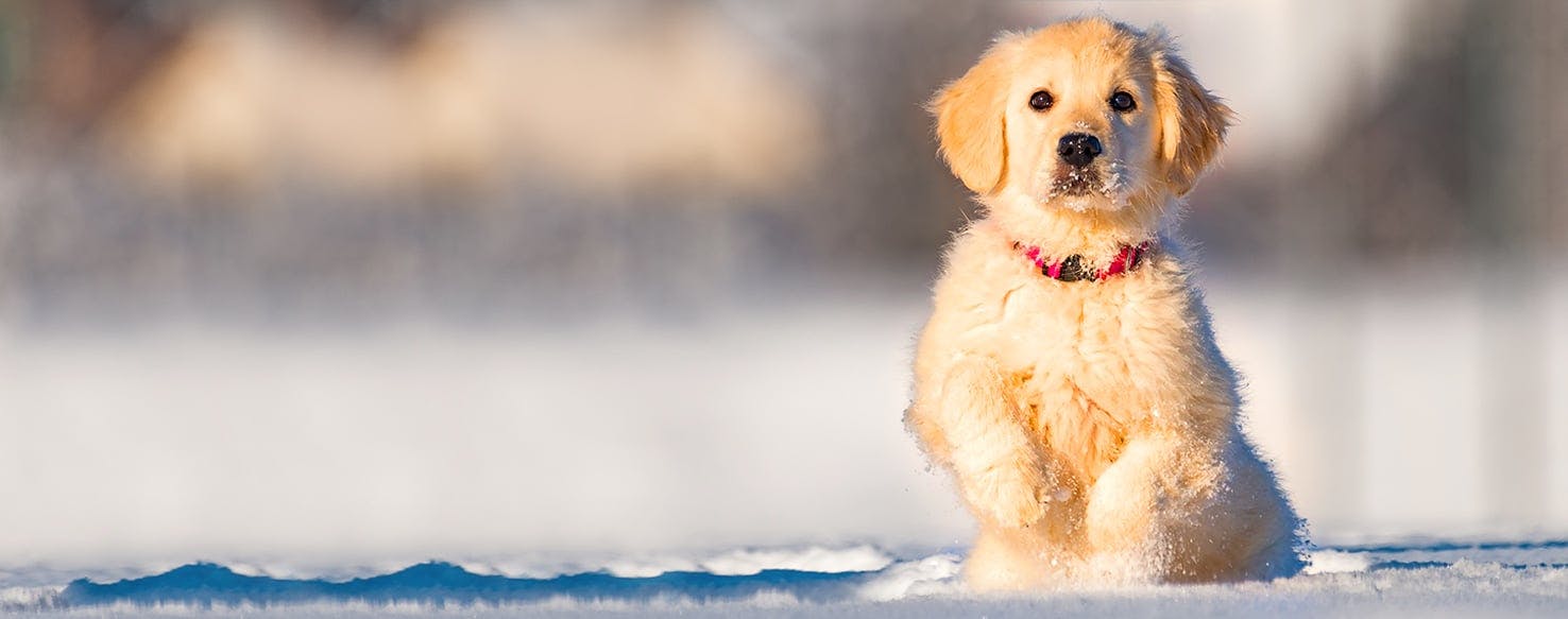 Dog Names That Start With Ch Popular Male And Female Names Wag 